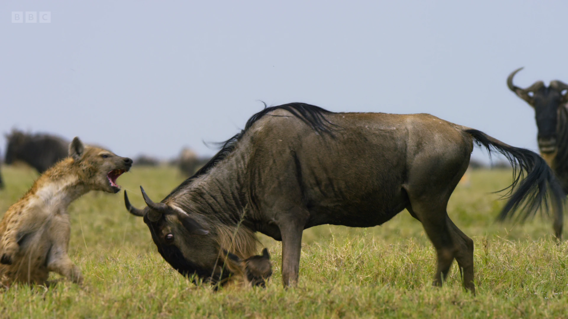Western white-bearded wildebeest (Connochaetes taurinus mearnsi) as shown in A Perfect Planet - Volcano